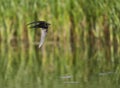 Gierzwaluw, Common Swift, Apus apus