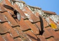 Gierzwaluw, Common Swift, Apus apus