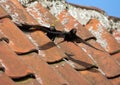 Gierzwaluw, Common Swift, Apus apus