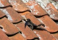 Gierzwaluw, Common Swift, Apus apus