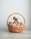 Gift basket on grey background Royalty Free Stock Photo