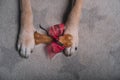 Gift bone between dog paws on gray carpet