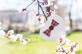 Gift box in shape of heart surrounded by flowering branches of spring trees Royalty Free Stock Photo