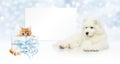 gift card, dog and cat with package on christmas lights background, banner copy space template