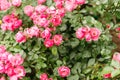 Gift card of small pink flowers, roses in garden