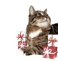 Gift & cat Royalty Free Stock Photo