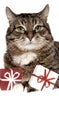 Gift & cat Royalty Free Stock Photo