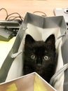 The gift cat Black baby on the bag. Big eyes