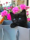 The gift cat Black baby on the bag with roses on the fundal