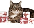 Gift fir cat Royalty Free Stock Photo