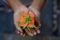 A gift in hand. A small colorful cute gift box in young woman hands with a green cananga odorata flower decoration on it Royalty Free Stock Photo