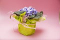Gift for mom. Flowering Saintpaulias, commonly known as African violet. Mini Potted plant. A pink background. Selective