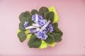 Gift for mom. Flowering Saintpaulias, commonly known as African violet. Mini Potted plant. A pink background. Selective