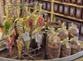 Gift packaging with tea and sweets on store shelves