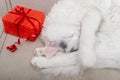 Gift in a red package and a sleeping white cat