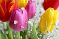 Bouquet of different colorful tulips on a yellow background Royalty Free Stock Photo