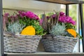 Gift wicker baskets with flowers and pumpkins. Chrysanthemum, heather, Leucophyta brownii, Silver Nugget, pumpkin