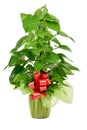 Gift-wrapped Epipremnum aureum plant Royalty Free Stock Photo