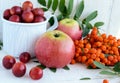 Gifts of autumn: apples, cherry plum, mountain ash on a white background. Still life in yellow, orange, red Royalty Free Stock Photo