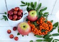 Gifts of autumn: apples, cherry plum, mountain ash on a white background. Still life in yellow, orange, red Royalty Free Stock Photo