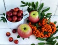 Gifts of autumn: apples, cherry plum, mountain ash on a white background. Royalty Free Stock Photo