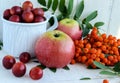 Gifts of autumn: apples, cherry plum, mountain ash on a white background. Royalty Free Stock Photo