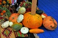 Gifts of autumn. Zucchini, pumpkins and squash