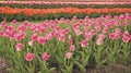 Gifts of nature. Blossoming tulip fields. spring landscape park. country of tulip. beauty of blooming field. Hollands Royalty Free Stock Photo