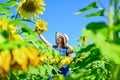 Gifts of nature. happy childhood. kid wear straw summer hat. child in field of yellow flowers. teen girl in sunflower Royalty Free Stock Photo