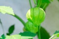 Gifts of summer. Cape gooseberry crop. Very tasty vitamins. Food