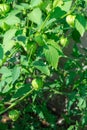 Gifts of summer. Cape gooseberry crop. Very tasty vitamins. Food