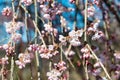 Cherry blossom at Ioji Temple on Nakasendo ancient road in Nakatsugawa, Gifu, Japan. Temple have a history of over 500 years