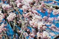 Cherry blossom at Ioji Temple on Nakasendo ancient road in Nakatsugawa, Gifu, Japan. Temple have a history of over 500 years