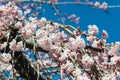 Cherry blossom at Ioji Temple on Nakasendo ancient road in Nakatsugawa, Gifu, Japan. Temple have a history of over 500 years