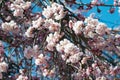 Cherry blossom at Ioji Temple on Nakasendo ancient road in Nakatsugawa, Gifu, Japan. Temple have a history of over 500 years