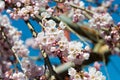 Cherry blossom at Ioji Temple on Nakasendo ancient road in Nakatsugawa, Gifu, Japan. Temple have a history of over 500 years