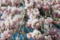 Cherry blossom at Ioji Temple on Nakasendo ancient road in Nakatsugawa, Gifu, Japan. Temple have a history of over 500 years