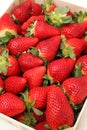 Gigant strawberries Royalty Free Stock Photo