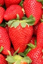 Gigant strawberry