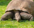 Gigant tortoise