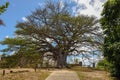 Gigant tree of castle Garcia D`Avila near Praia do Forte, Brazil