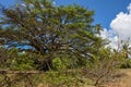 Gigant tree of castle Garcia D`Avila near Praia do Forte, Brazil