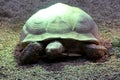 Gigant turtle closeup view.