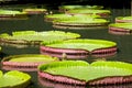 Gigant Water-lily, Nenuphar, Tropical climate