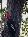 Gigant woodpecker male bird in chilean patagonia