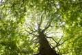 Gigantic Beech Tree