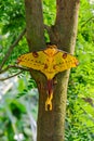 The Comet moth or Madagascan moon moth, Argema mittrei, sitting on a branch in front of a green blurry background