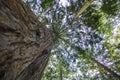 Gigantic Douglas fir with tall shoots