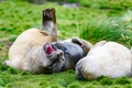 Gigantic elephant seals - Mirounga leonina - snuggling on meadow, Grytviken,  South Georgia Royalty Free Stock Photo