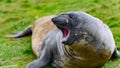 Gigantic elephant seal yawning - Mirounga leonina - lying on grass in Grytviken, South Georgia